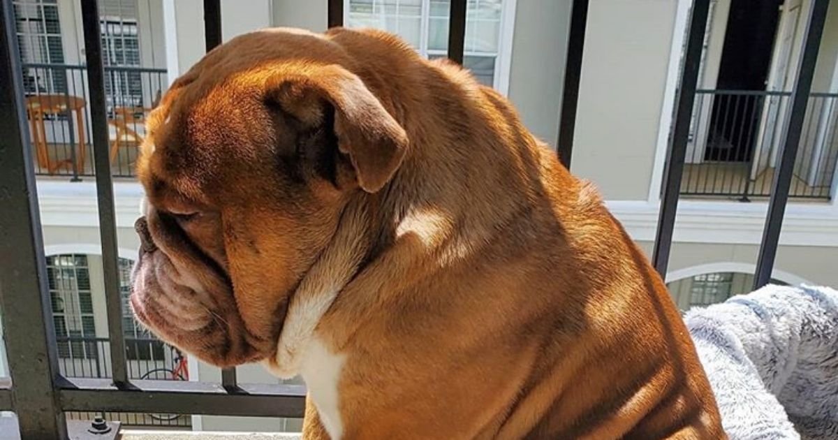 untitled design 23.jpg?resize=412,232 - Sad-Looking Bulldog Who Can’t Play With Neighbors During Lockdown Went Viral