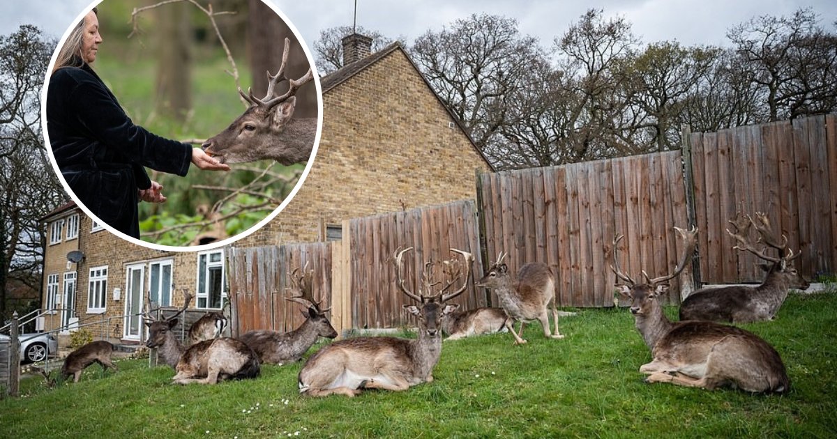 untitled design 23.png?resize=412,275 - Herds Of Deer Spotted Taking Over Areas Of Metropolis Amid Coronavirus Lockdown
