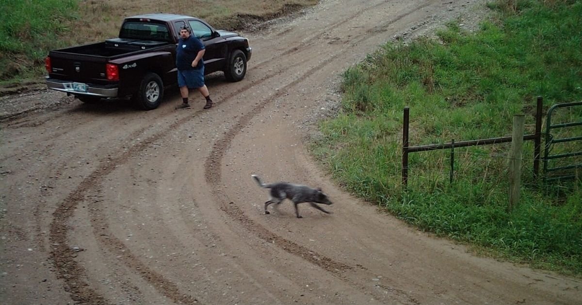 untitled design 26.jpg?resize=412,275 - Dog Caught On Camera Waiting For Hours After His Owner Abandoned Him