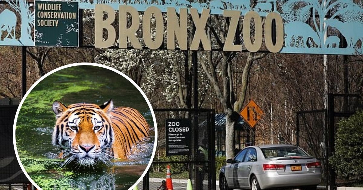 untitled design 27.jpg?resize=412,275 - Tests Confirmed Several More Lions And Tigers At Bronx Zoo Contracted COVID-19