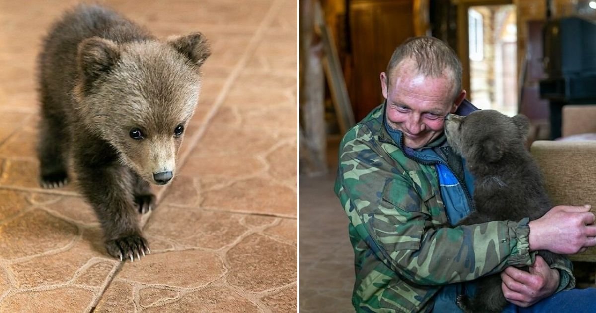untitled design 3 1.jpg?resize=412,275 - Man Adopted A Lost Bear Cub After Officials Suggested It Should Be Put Down