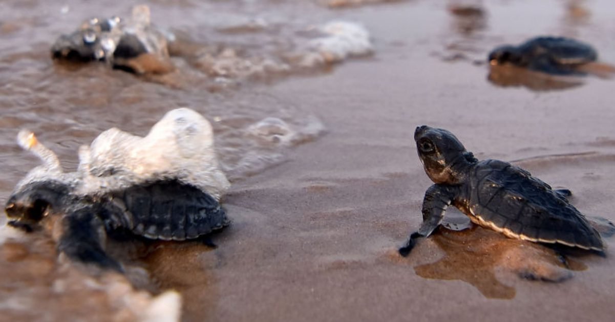 untitled design 3 e1585672589487.jpg?resize=1200,630 - Inde : Les tortues reviennent pondre en toute tranquillité sur les plages pendant que la population est en confinement