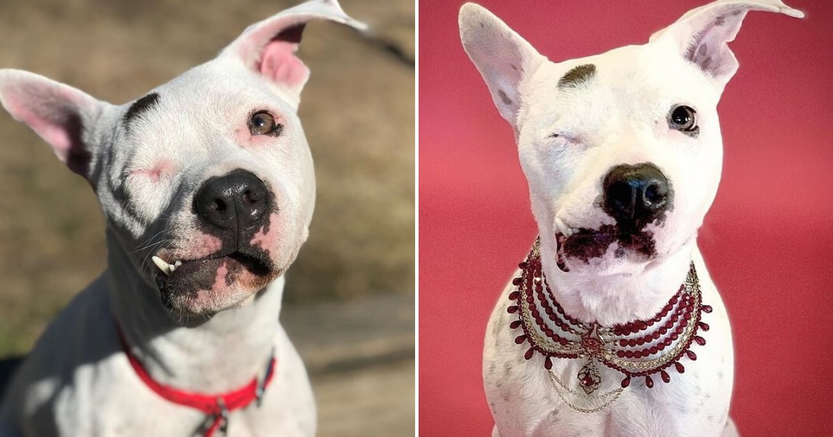 untitled design 32.png?resize=412,275 - Dog Who Survived Cruel Owners' Maltreatment Is Now An Internet Celebrity