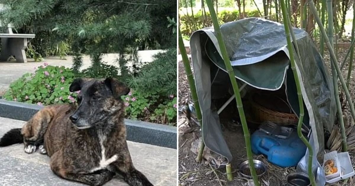 untitled design 48.jpg?resize=412,275 - Abandoned Dog Has Been Waiting For Its Owner To Return For Over Three Years