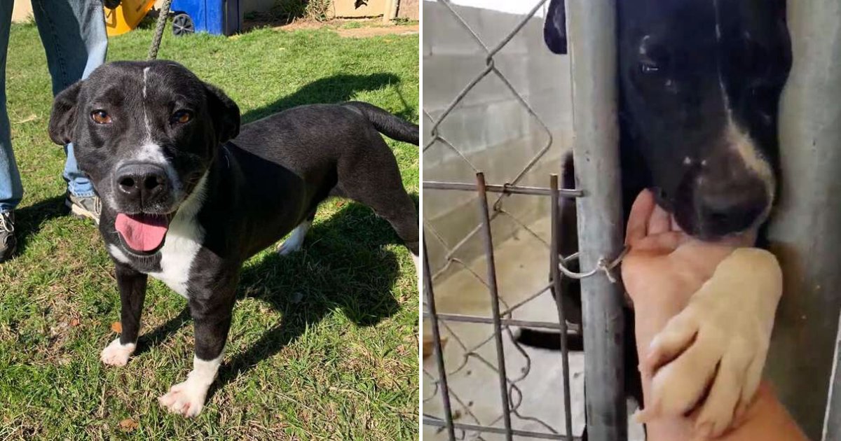 untitled design 5 3.png?resize=412,275 - Shelter Dog Loves Giving High Fives And Hugs To Strangers