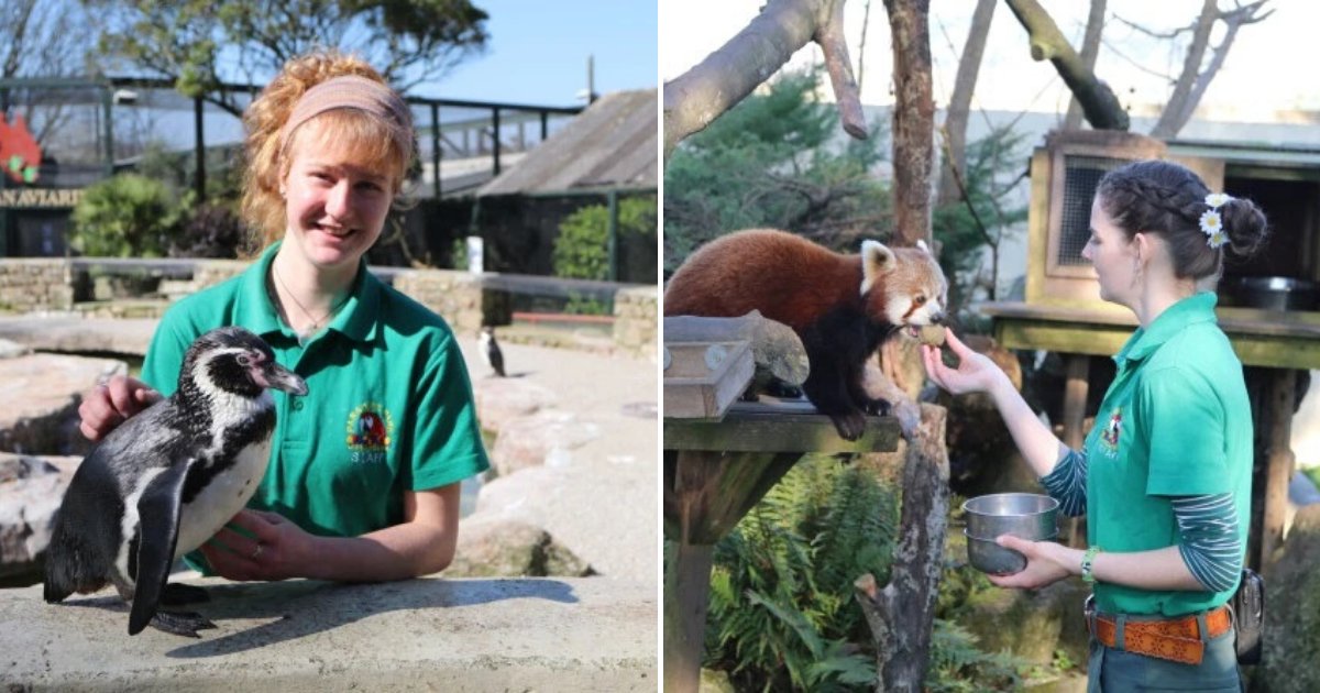 untitled design 5.png?resize=412,275 - Caring Zookeepers Self-Isolated At Zoo To Take Care Of The Animals During The Pandemic