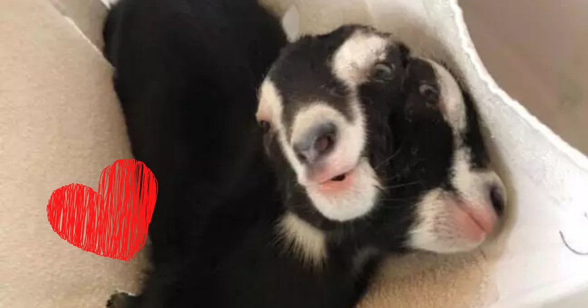 untitled design 52.png?resize=412,275 - Goat With Two Heads And Two Hungry Mouths Named After A Roman God