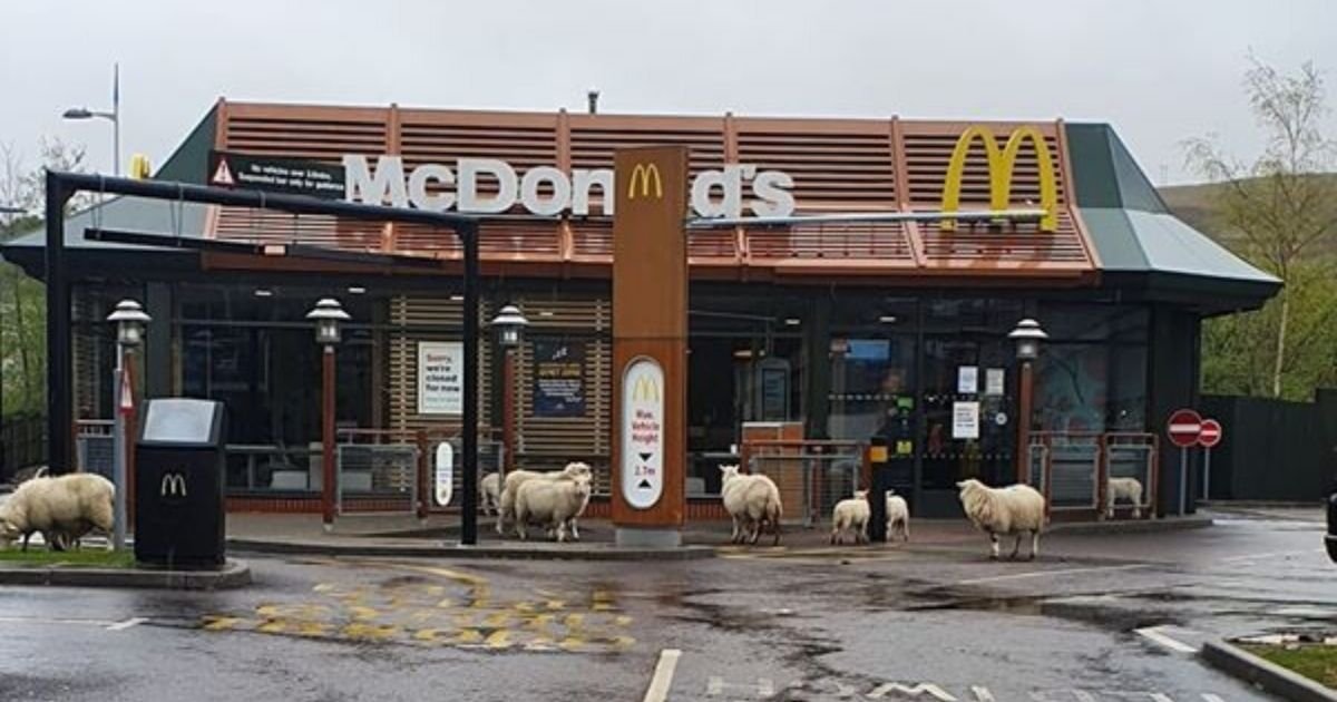untitled design 6.jpg?resize=1200,630 - Sheep Gathered Outside McDonald's Amid Coronavirus Lockdown