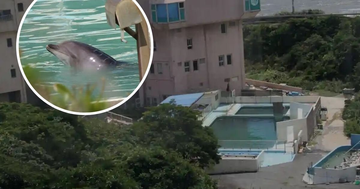 untitled design.jpg?resize=412,275 - Honey The Dolphin Died Two Years After It Was Found Abandoned In A Small Pool