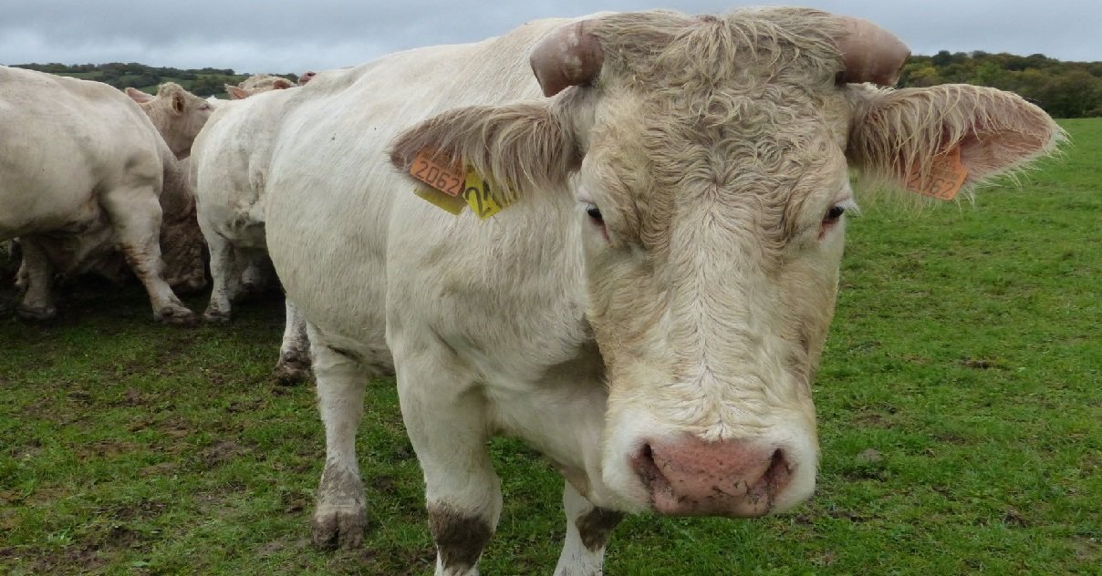 vache.jpg?resize=412,275 - Pourquoi une vache a été tuée et dépecée dans un champ d'Ille-et-Vilaine ?