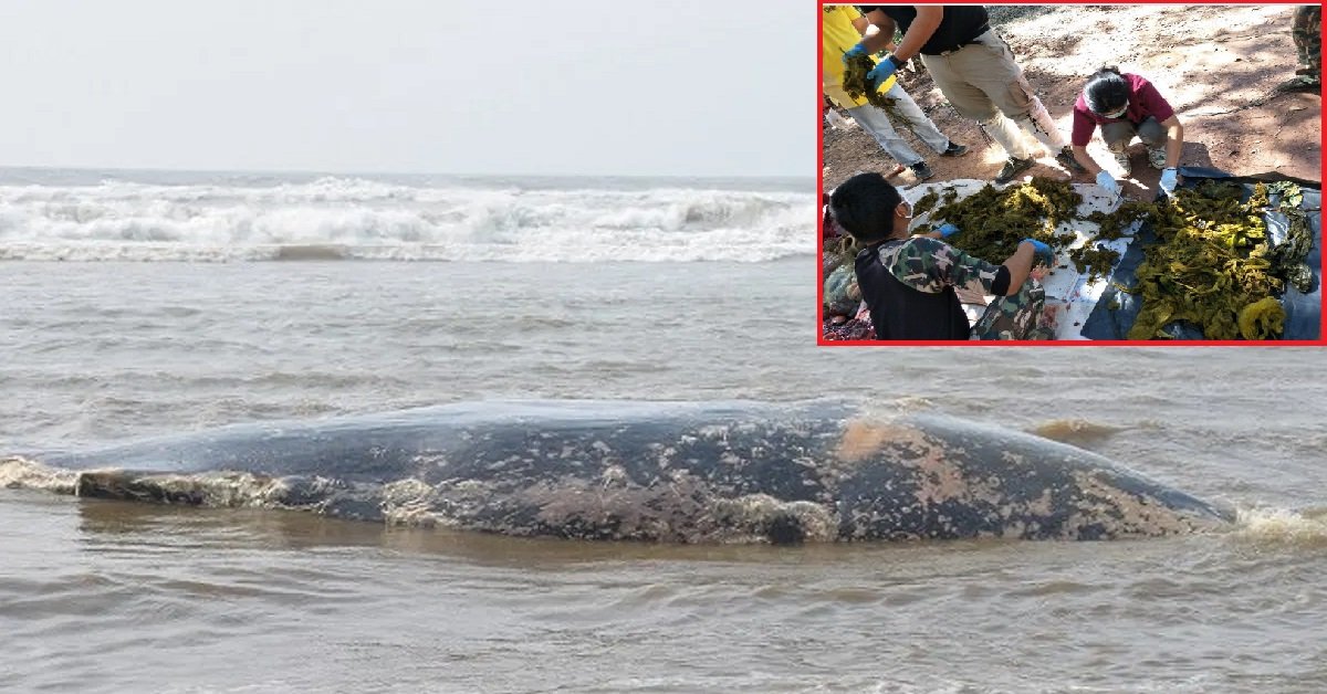 whale.jpg?resize=1200,630 - Whale Carcass Washed Ashore In Indonesia Had 13 Pounds Of Plastic In Its Stomach