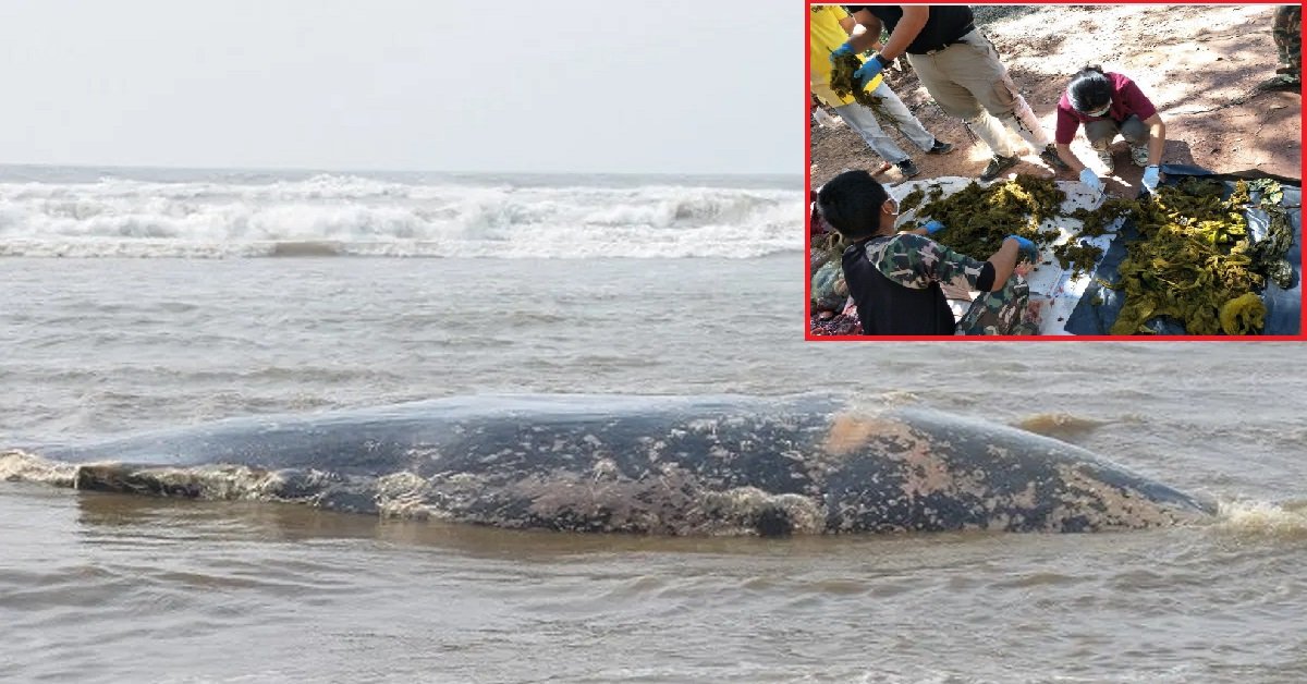 whale.jpg?resize=412,275 - Whale Carcass Washed Ashore In Indonesia Had 13 Pounds Of Plastic In Its Stomach