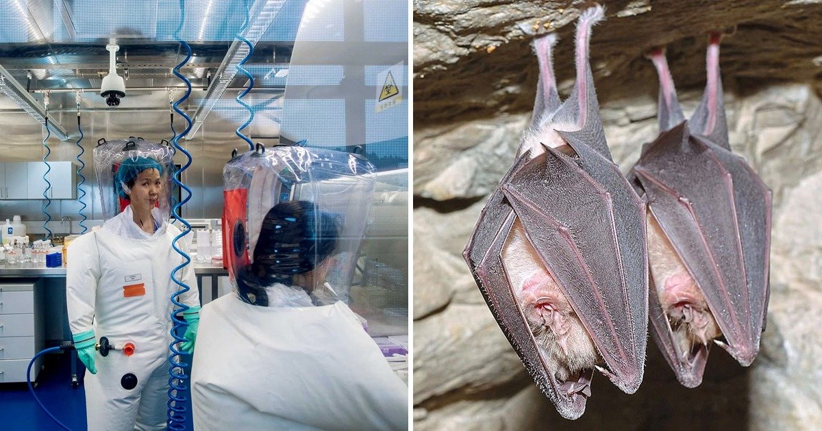 whatsapp image 2020 04 12 at 11 06 50 am.jpeg?resize=412,232 - The Deadly Disease Deemed To Have Originated From Caves As Wuhan Lab Performed Experiments On Bats