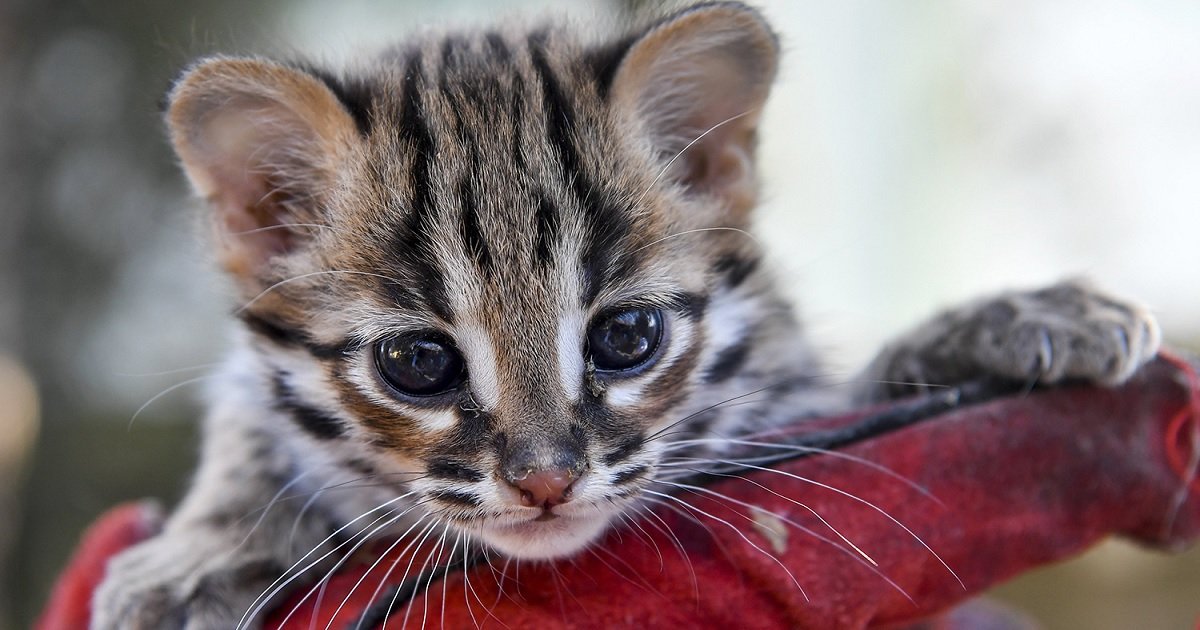 z3 1.jpg?resize=1200,630 - Adorable Leopard Cat Cub Had A Low-Key Debut At Hungary Zoo Amid Coronavirus Outbreak