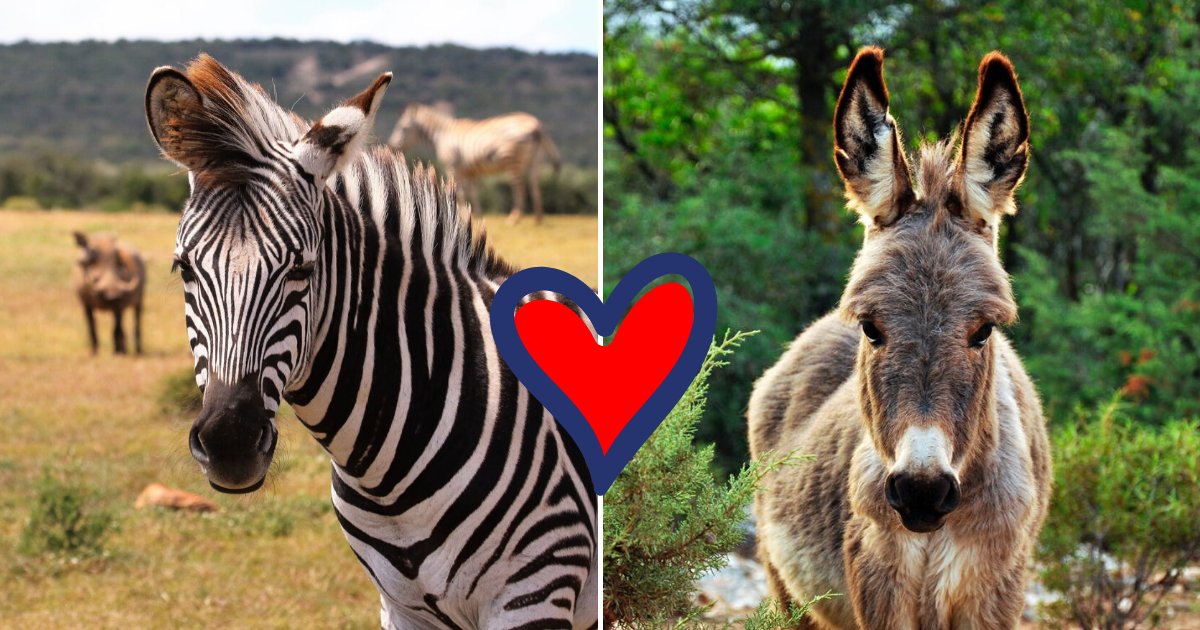 zonkey5.png?resize=1200,630 - Zebra Gave Birth To Incredibly Rare Baby ZONKEY After Mating With A Donkey