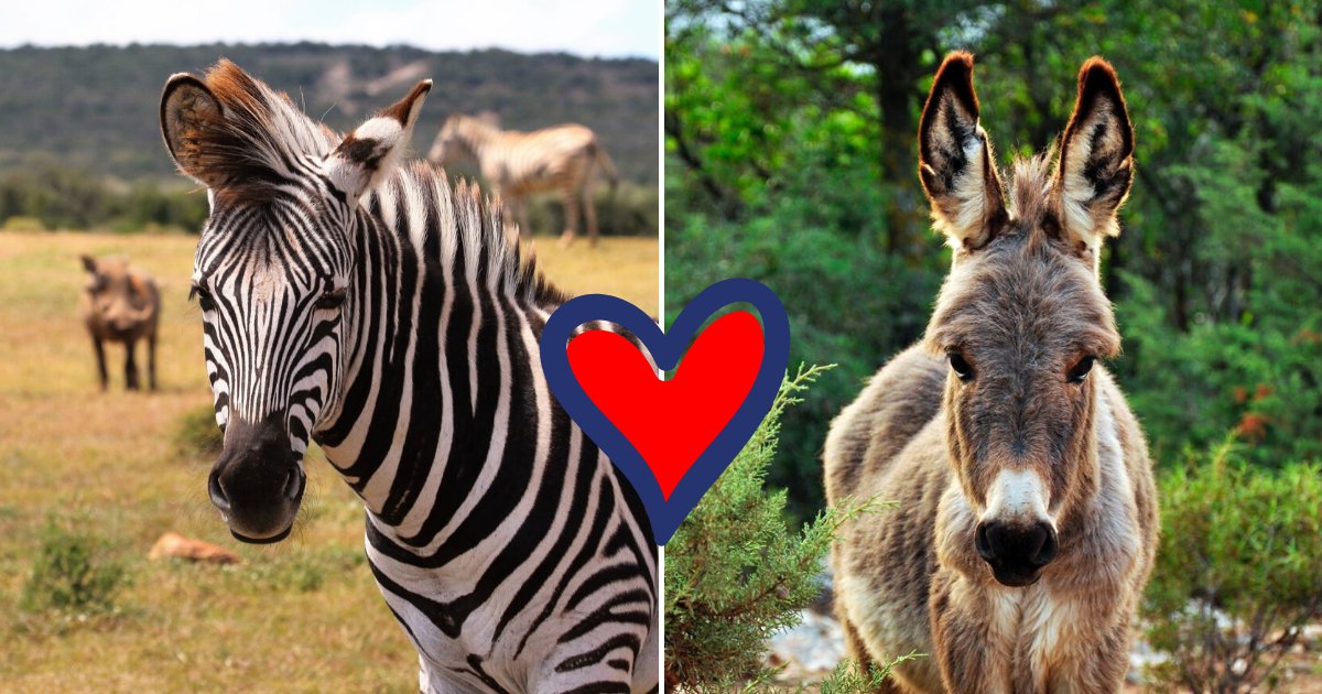 zonkey5.png?resize=412,232 - Zebra Gave Birth To Incredibly Rare Baby ZONKEY After Mating With A Donkey