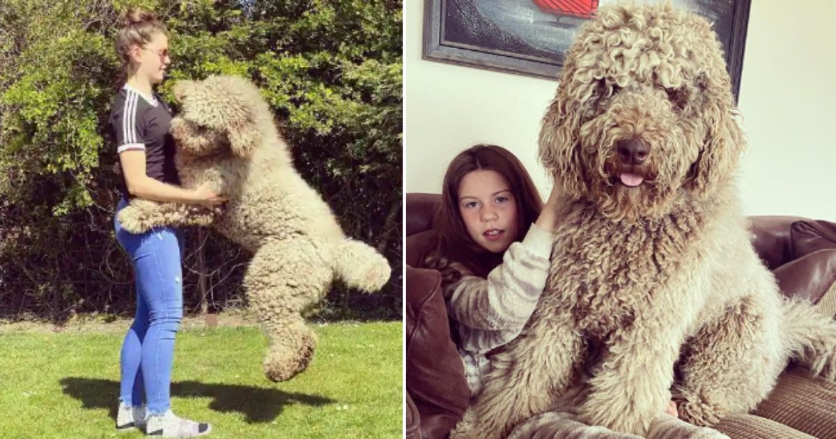 1 14.png?fit=1024%2C538&ssl=1&strip=all - This Dog Still Thinks That He is a Puppy Even After Being 6 Feet Tall