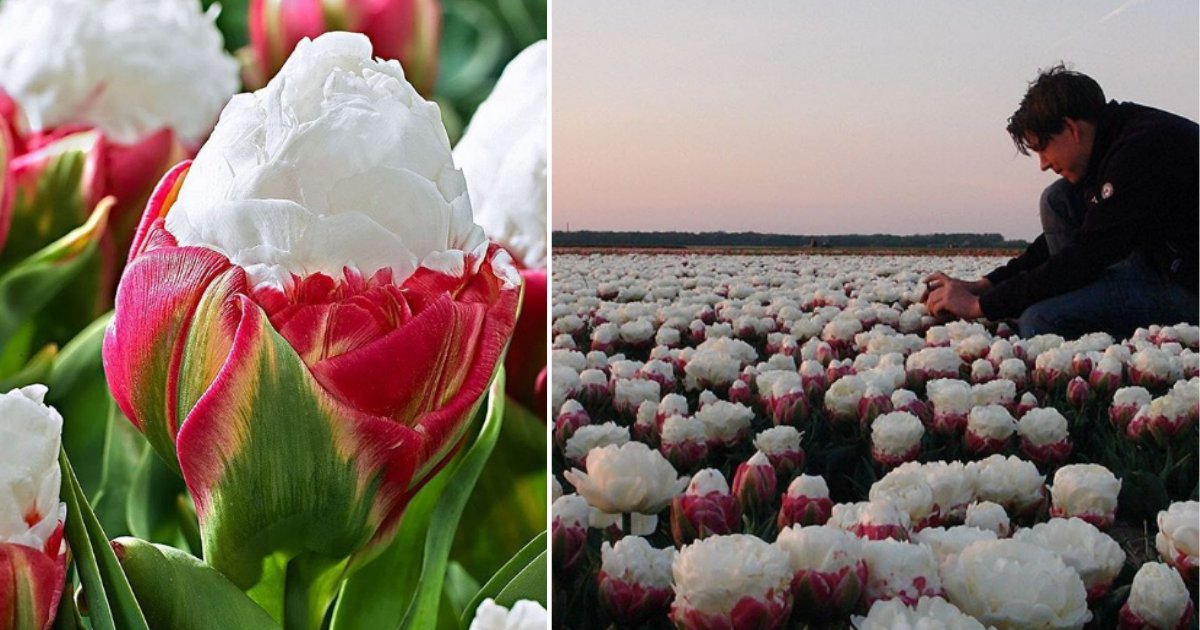 1 2.png?resize=412,275 - These Ice Cream Tulips Look Like A Delicious Scoop Of Vanilla Ice Cream