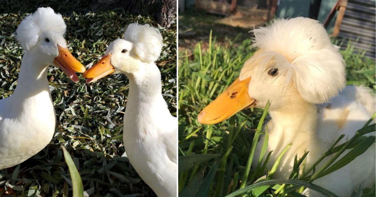 1 28.png?resize=412,275 - These 30 Ducks Look Like They Have Wigs On Their Heads