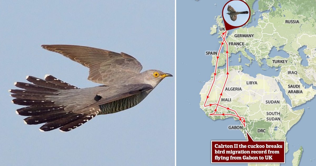 1 9.png?resize=412,275 - Carlton II, The Bird, Broke The Migration Record by Flying 4,677 Miles in Just 7 Days