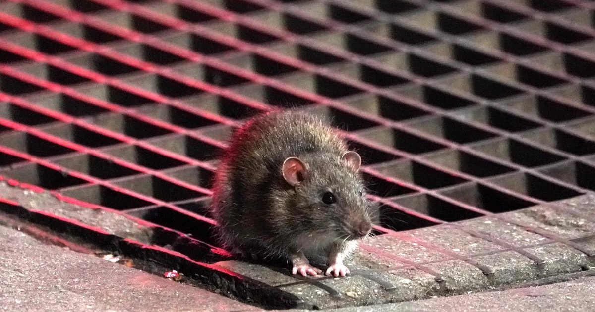 102719rat3cs e1590601373768.jpg?resize=412,275 - New-York : Les rats sont devenus plus agressifs et s'en prennent même à un homme dans le métro