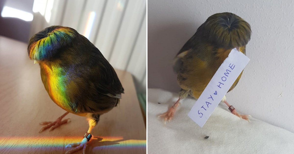2 1.png?resize=1200,630 - Barry The Canary Bird Went Viral For Its Amazing Bowl Feather Cut