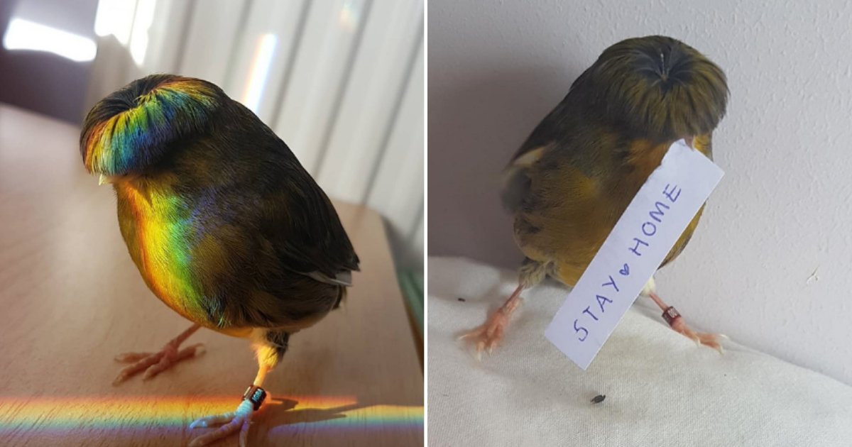 2 1.png?resize=412,275 - Barry The Canary Bird Went Viral For Its Amazing Bowl Feather Cut