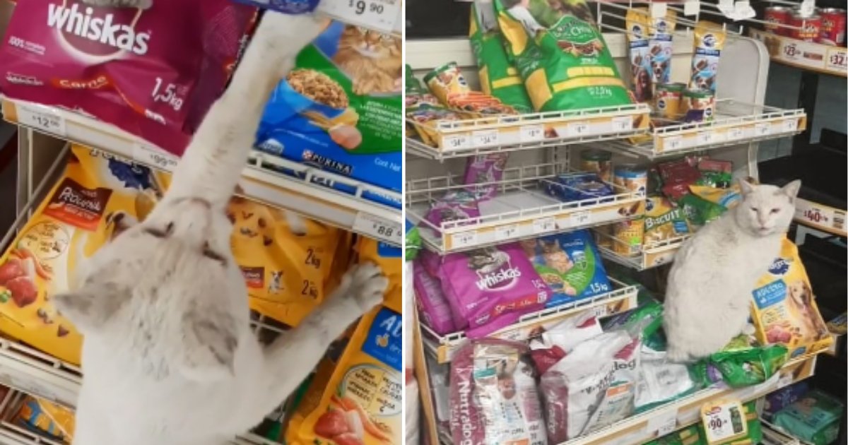 2 14.png?resize=1200,630 - Smart Stray Cat Leads A Woman In A Grocery Store To Buy Him Snacks
