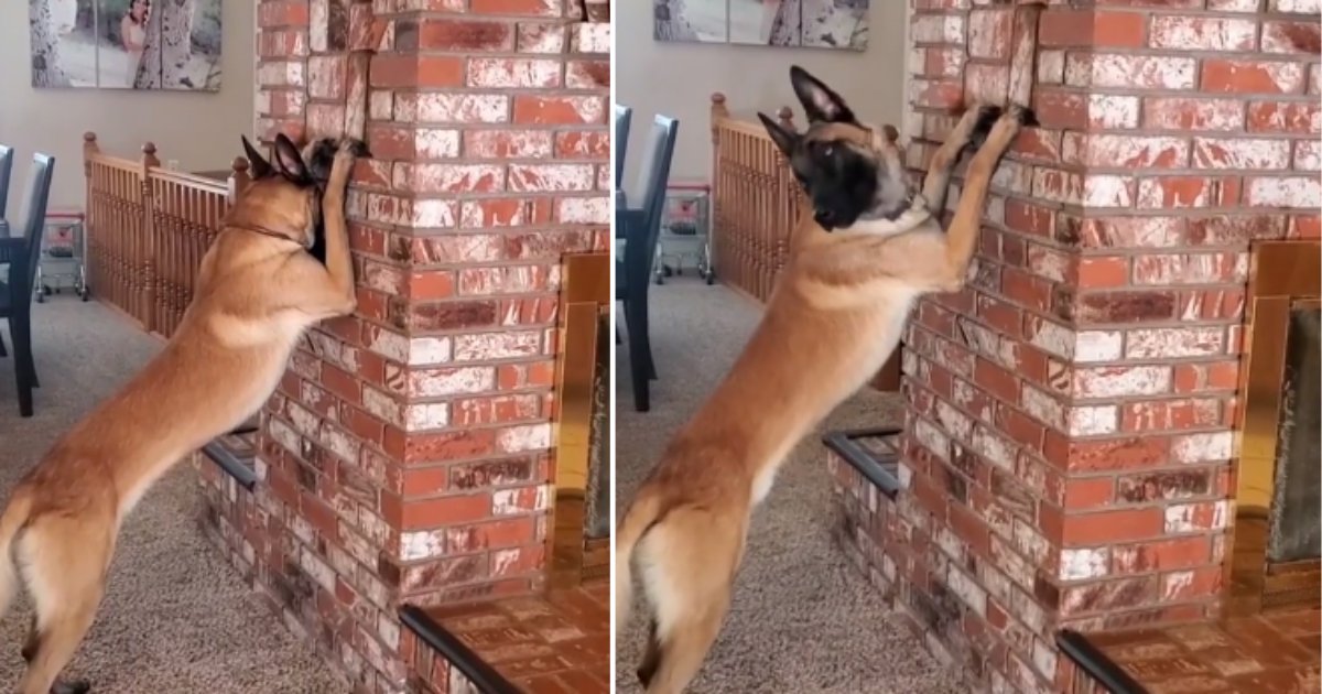2 22.png?resize=1200,630 - This Doggo Loves to Play Hide and Seek, Making Him an Ideal Lockdown Partner
