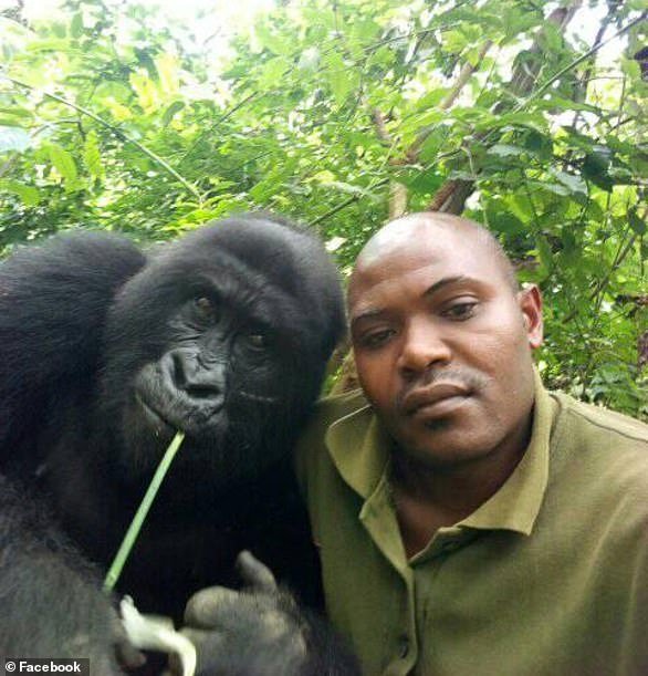The rangers are guardians of the park that was primarily gazetted to protect the endangered Mountain Gorillas. Pictured is Mr Sadiki in one of many selfies with his gorilla friends