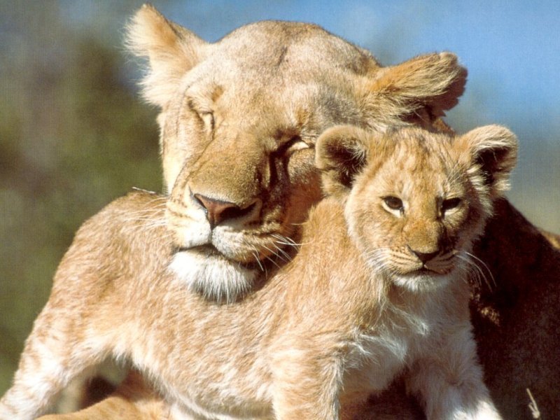 동물들의 모성애 - 세상에서 가장 강력한 힘 : 네이버 포스트