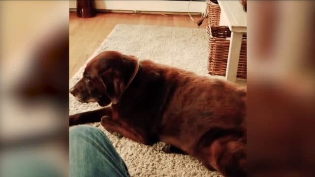 Dog farting cat puking viral video