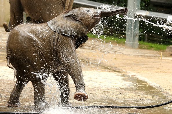 Do elephants think humans are cute