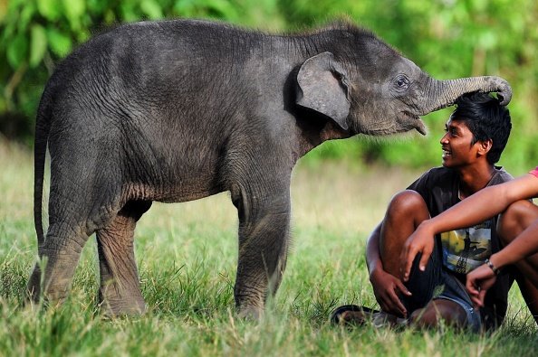 this is why do elephants think humans are cute