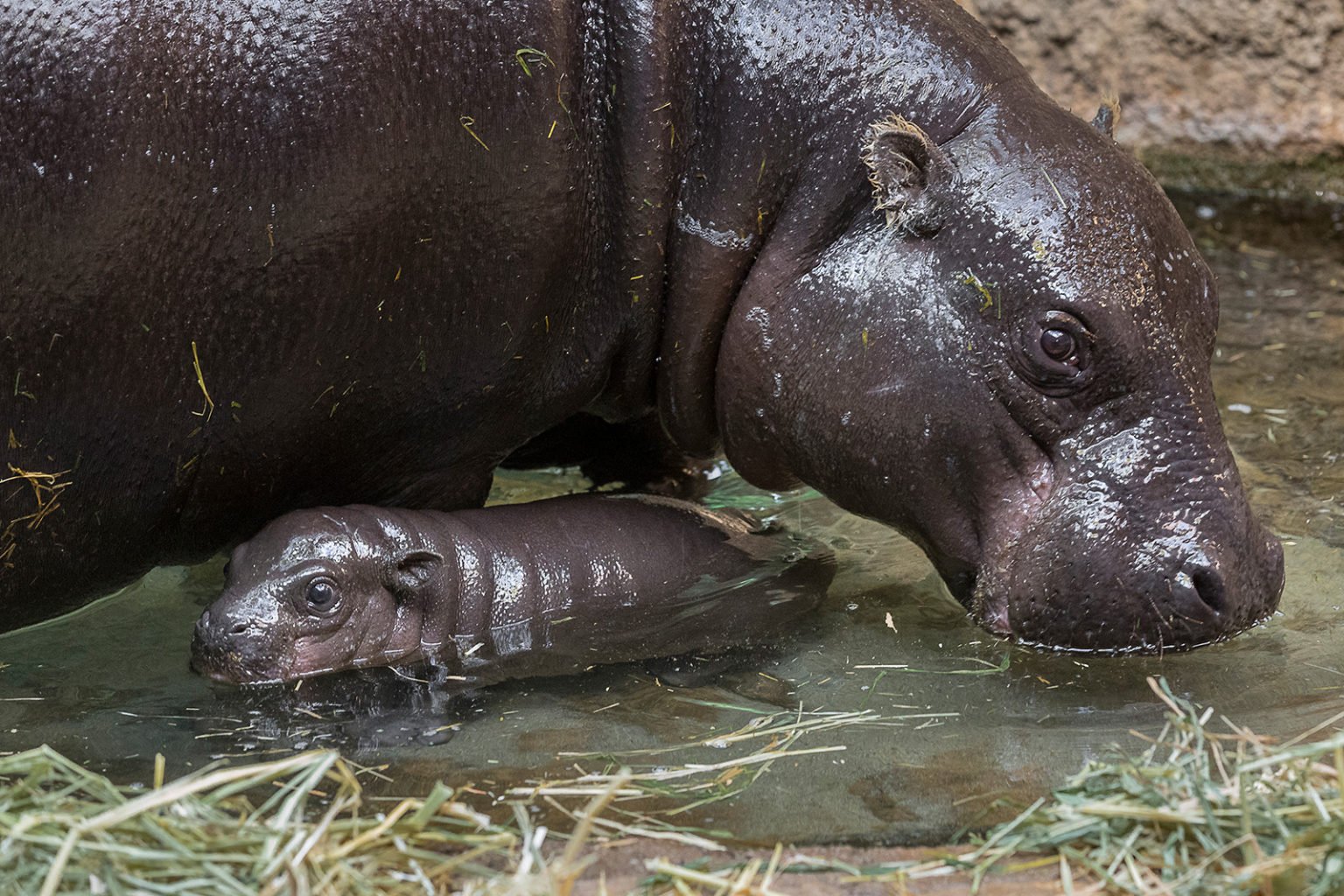 First Endangered Pygmy Hippo Born At San Diego Zoo In 30 Years