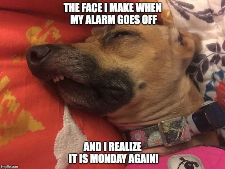 Top 26 Monday Memes - 