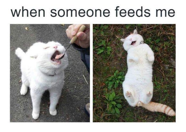 Top 19 funny cat memes 