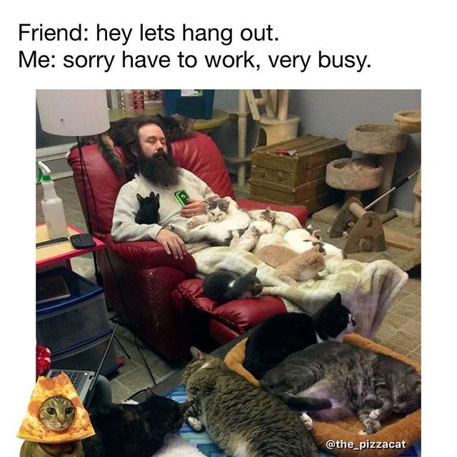 Top 19 funny cat memes