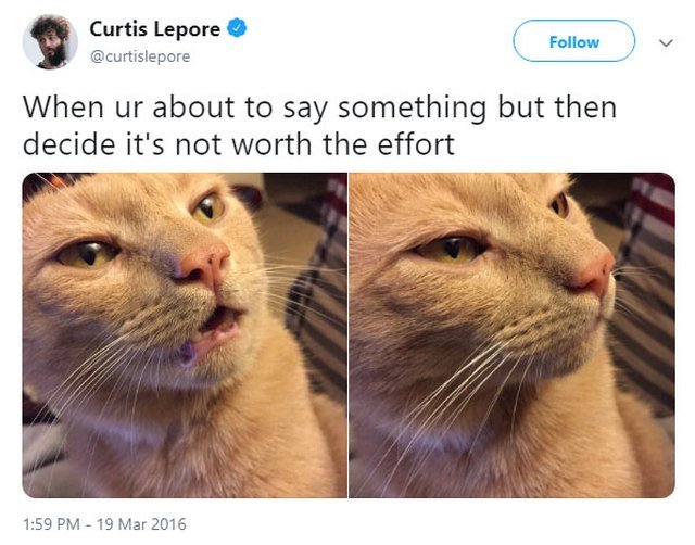 Top 19 funny cat memes 
