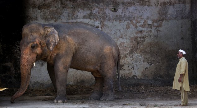 The plight of Kaavan, a mentally tormented bull elephant confined to a small pen in an Islamabad Zoo for nearly three decades, has galvanized a rare animal rights campaign in Pakistan