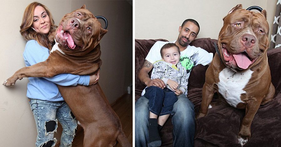 the biggest pit bull in the world