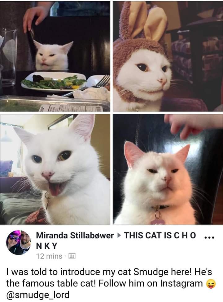 Cat at table meme