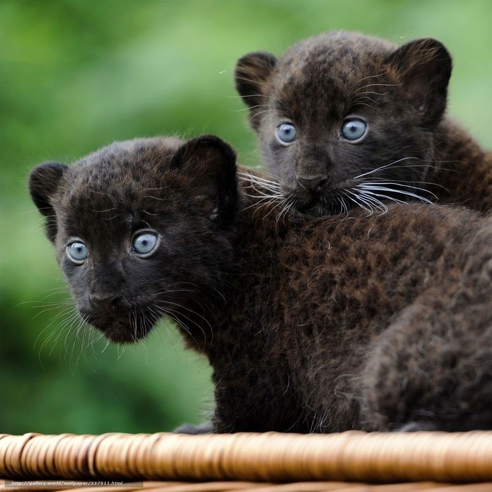 Ancianos criaron un jaguar y hoy son una familia feliz – 3minutos
