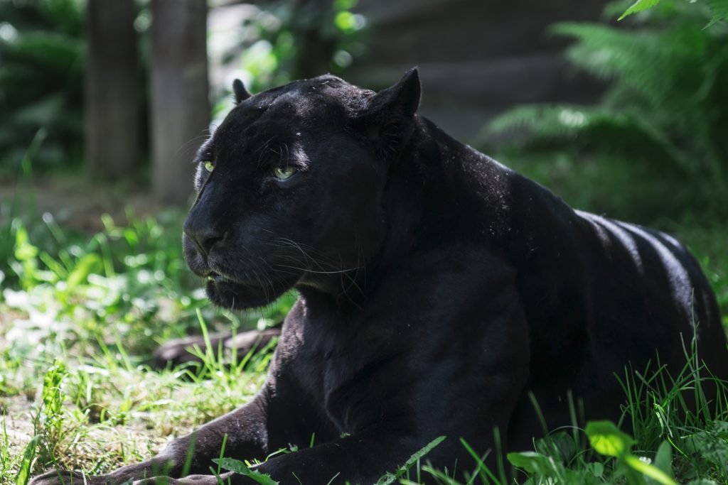 Abuelos criaron desde cachorro a un Jaguar negro como si fuera un gato