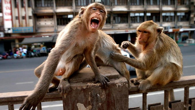Lo que faltaba! Unos monos roban sangre con coronavirus en la India