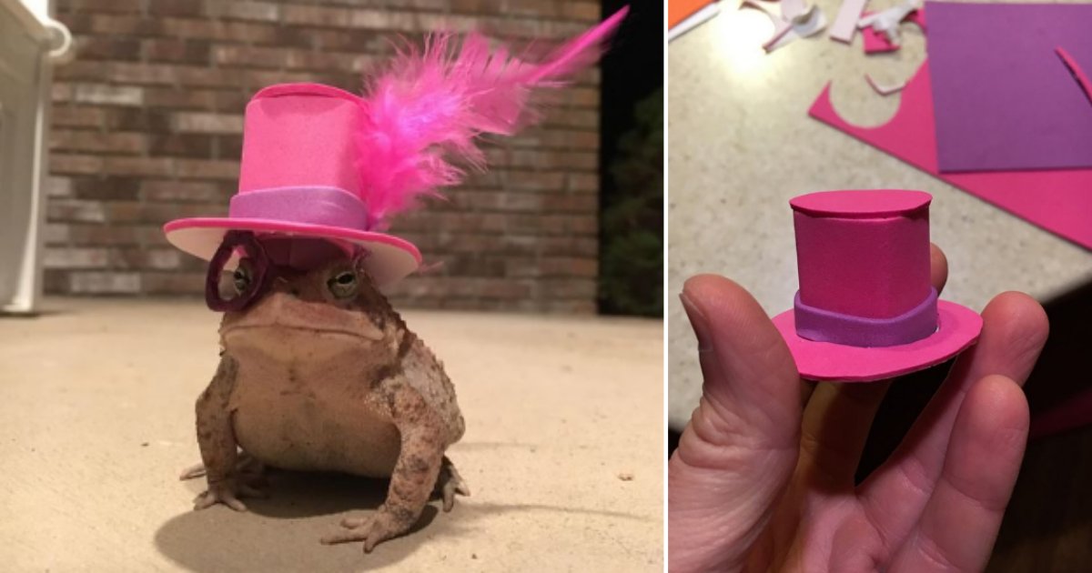 3 1.png?resize=412,275 - Man Turned A Tiny Toad Into His Hat Model And The Toad Loved It