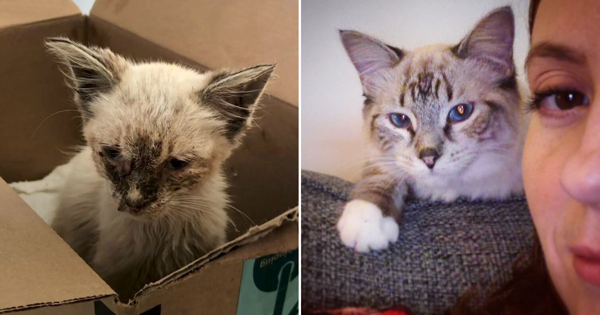 3 14.png?resize=412,275 - Sick Stray Cat Got Adopted And Had The Greatest Transformation