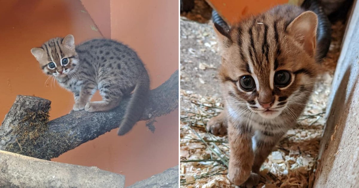 3 17.png?resize=1200,630 - U.K. Wildlife Park Was Blessed With Two Babies Of The Tiniest Cat Breed In The World