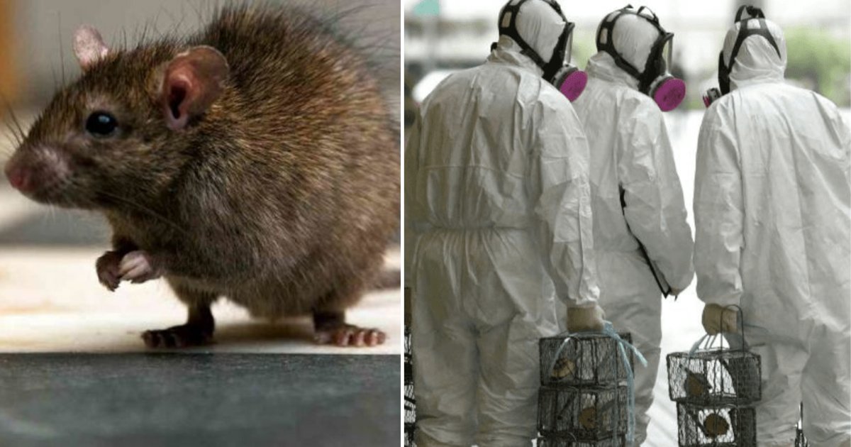 3 25.png?resize=1200,630 - Hong Kong is Dealing With Rat Hepatitis E Virus That is Mysteriously Spreading to Humans