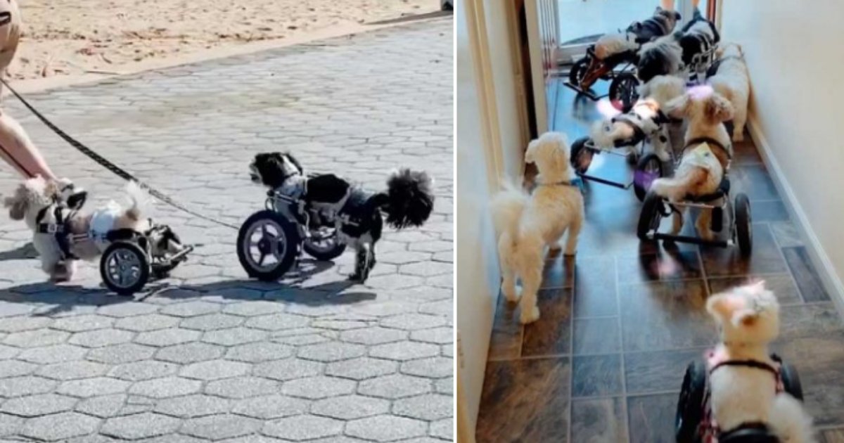 3 32.png?resize=1200,630 - Thanks To These Amazing Wheelchairs, 6 Adorable Dogs Could Now Run Freely